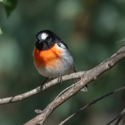 Petroica boodang (Scarlet Robin) at Gungahlin, ACT - 31 Mar 2017 by CedricBear