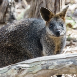 Wallabia bicolor at Gungahlin, ACT - 31 Mar 2017