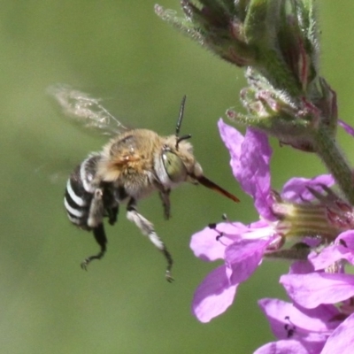 Amegilla sp. (genus) (Blue Banded Bee) at Cotter River, ACT - 26 Feb 2017 by HarveyPerkins