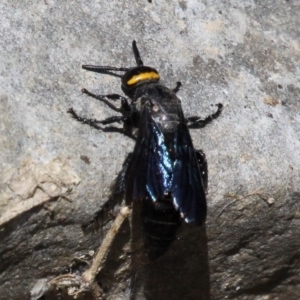 Scolia (Discolia) verticalis at Cotter River, ACT - 26 Feb 2017