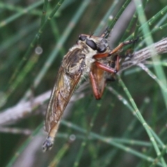 Colepia ingloria (A robber fly) at Stromlo, ACT - 26 Feb 2017 by HarveyPerkins