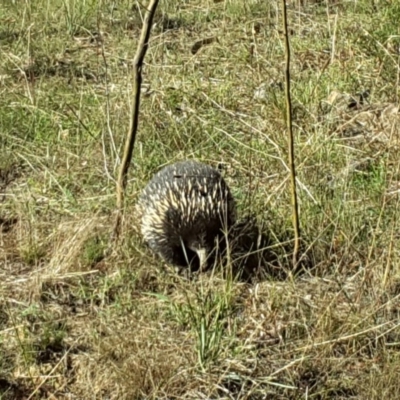 Tachyglossus aculeatus (Short-beaked Echidna) at Jerrabomberra, ACT - 31 Mar 2017 by Mike