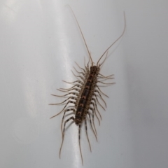 Scutigeridae (family) (A scutigerid centipede) at Murrumbateman, NSW - 31 Mar 2017 by SallyandPeter