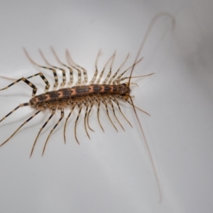 Scutigeridae (family) at Murrumbateman, NSW - 31 Mar 2017 07:22 PM