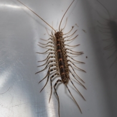 Scutigeridae (family) at Murrumbateman, NSW - 31 Mar 2017 07:22 PM