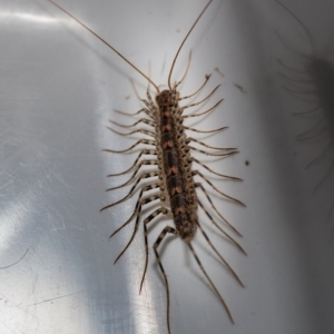 Scutigeridae (family) at Murrumbateman, NSW - 31 Mar 2017