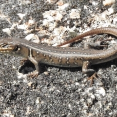 Liopholis whitii (White's Skink) at Tennent, ACT - 31 Mar 2017 by JohnBundock