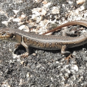 Liopholis whitii at Tennent, ACT - 31 Mar 2017 11:57 AM