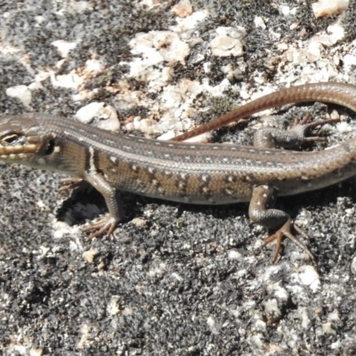 Liopholis whitii (White's Skink) at Tennent, ACT - 31 Mar 2017 by JohnBundock
