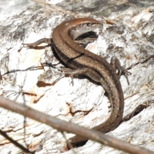 Lampropholis guichenoti at Tennent, ACT - 31 Mar 2017 12:26 PM