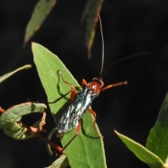 Lissopimpla excelsa (Orchid dupe wasp, Dusky-winged Ichneumonid) at Tennent, ACT - 31 Mar 2017 by JohnBundock