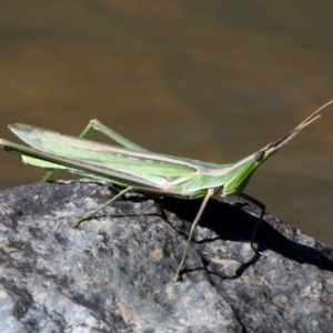 Acrida conica at Paddys River, ACT - 26 Mar 2017 01:22 PM