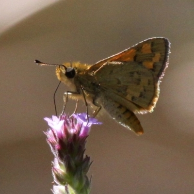 Ocybadistes walkeri (Green Grass-dart) at Coree, ACT - 26 Mar 2017 by HarveyPerkins