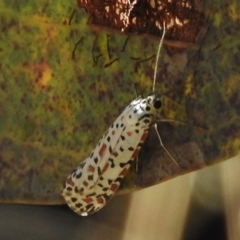 Utetheisa pulchelloides (Heliotrope Moth) at Tennent, ACT - 31 Mar 2017 by JohnBundock