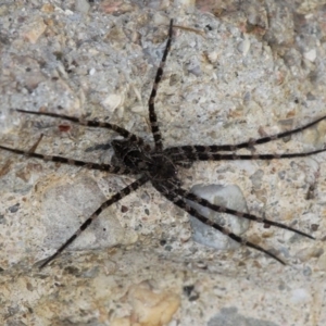 Megadolomedes australianus at Cotter River, ACT - 26 Mar 2017