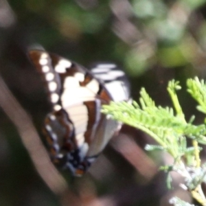 Charaxes sempronius at Paddys River, ACT - 26 Mar 2017 01:06 PM