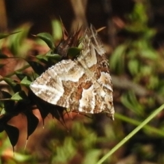 Chrysolarentia interruptata (Boxed Carpet Moth) at Tennent, ACT - 31 Mar 2017 by JohnBundock