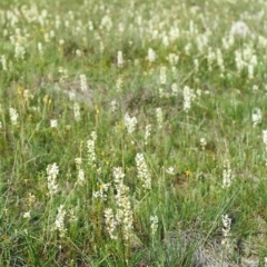 Stackhousia monogyna (Creamy Candles) at Tuggeranong Hill - 16 Oct 1999 by michaelb