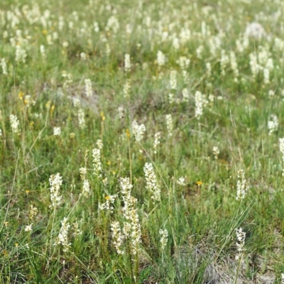 Stackhousia monogyna (Creamy Candles) at Conder, ACT - 16 Oct 1999 by michaelb