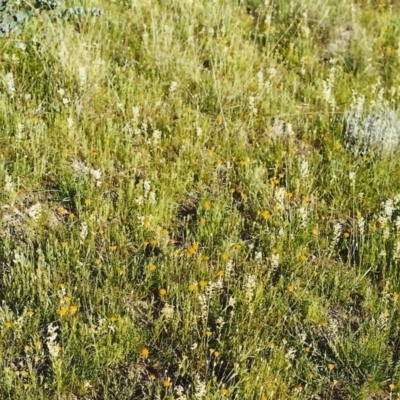 Stackhousia monogyna (Creamy Candles) at Tuggeranong Hill - 31 Oct 1999 by michaelb