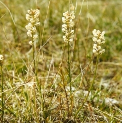 Stackhousia monogyna (Creamy Candles) at Tuggeranong Hill - 24 Sep 2000 by michaelb