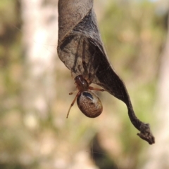 Phonognatha graeffei (Leaf Curling Spider) at Rob Roy Range - 28 Mar 2017 by MichaelBedingfield