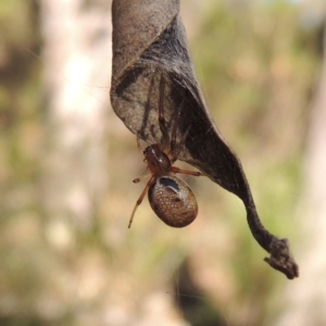 Phonognatha graeffei at Conder, ACT - 28 Mar 2017