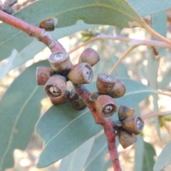 Eucalyptus nortonii (Mealy Bundy) at Conder, ACT - 28 Mar 2017 by MichaelBedingfield