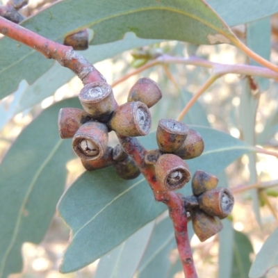 Eucalyptus nortonii (Mealy Bundy) at Conder, ACT - 28 Mar 2017 by michaelb