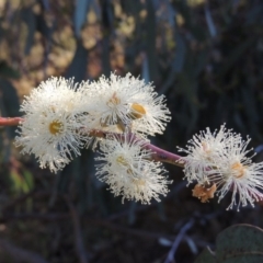 Eucalyptus nortonii at Conder, ACT - 28 Mar 2017 06:22 PM