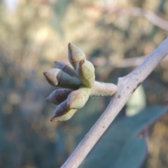 Eucalyptus nortonii at Conder, ACT - 28 Mar 2017