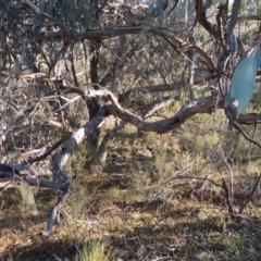 Eucalyptus nortonii at Conder, ACT - 28 Mar 2017 06:22 PM