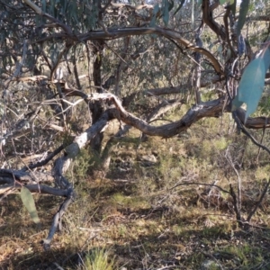 Eucalyptus nortonii at Conder, ACT - 28 Mar 2017 06:22 PM