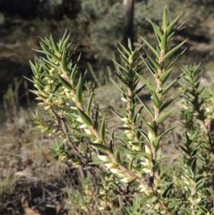 Melichrus urceolatus at Tennent, ACT - 28 Mar 2017