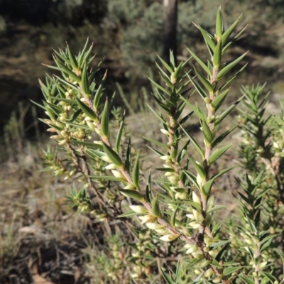 Melichrus urceolatus (Urn Heath) at Tennent, ACT - 28 Mar 2017 by michaelb