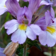 Euphrasia caudata (Tailed Eyebright) at Reid, ACT - 26 Mar 2017 by ChristianFricker