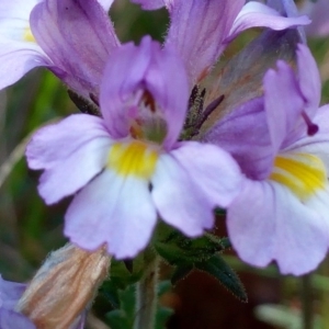 Euphrasia caudata at Reid, ACT - 26 Mar 2017