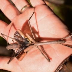 Acrophylla titan (Titan Stick Insect) at Uriarra, NSW - 1 Apr 2017 by Jek