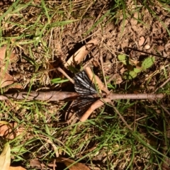 Acrophylla titan at Uriarra, NSW - suppressed