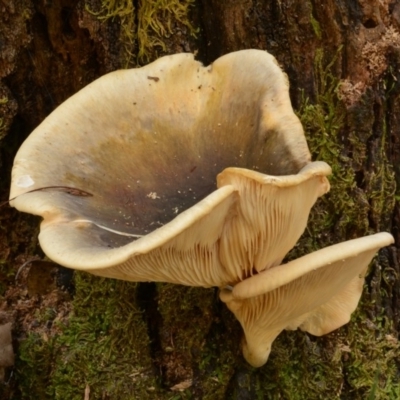 Omphalotus nidiformis (Ghost Fungus) at Uriarra, NSW - 1 Apr 2017 by Jek