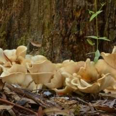 Omphalotus nidiformis at Uriarra, NSW - 1 Apr 2017 02:01 PM