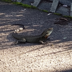 Intellagama lesueurii howittii at Acton, ACT - 31 Mar 2017 04:35 PM