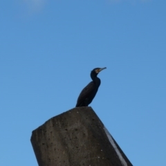 Phalacrocorax carbo (Great Cormorant) at Narooma, NSW - 28 Mar 2017 by SkyFire747