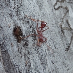 Myrmecia gulosa at Conder, ACT - 28 Mar 2017 06:46 PM