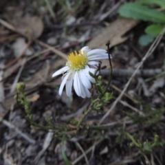 Brachyscome rigidula (Hairy Cut-leaf Daisy) at Rob Roy Range - 28 Mar 2017 by MichaelBedingfield