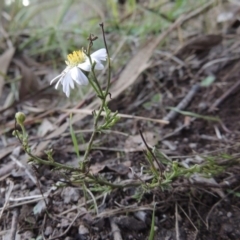 Brachyscome rigidula at Conder, ACT - 28 Mar 2017 07:33 PM