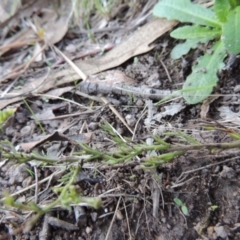 Brachyscome rigidula at Conder, ACT - 28 Mar 2017 07:33 PM