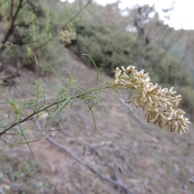 Cassinia quinquefaria (Rosemary Cassinia) at Rob Roy Range - 28 Mar 2017 by MichaelBedingfield