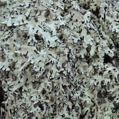 Lichen - foliose at Rob Roy Range - 28 Mar 2017 by MichaelBedingfield