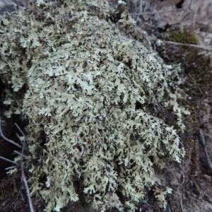 Lichen - foliose at Conder, ACT - 28 Mar 2017